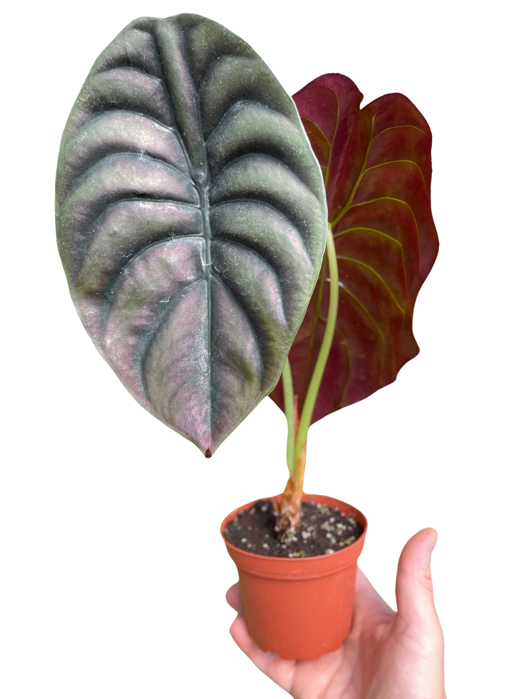Red Secret Alocasia — Metallic Copper Foliage live plant