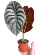 Red Secret Alocasia — Metallic Copper Foliage live plant