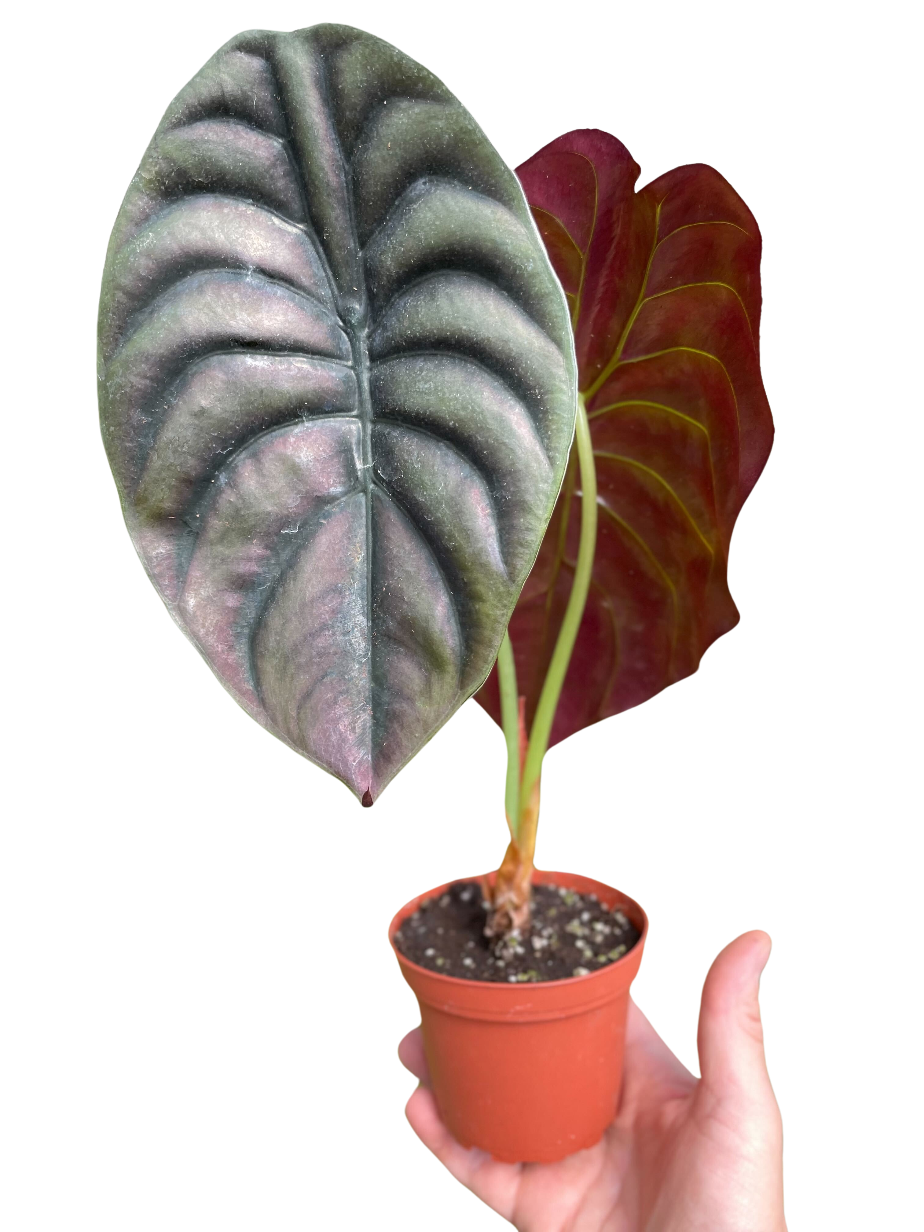 Red Secret Alocasia — Metallic Copper Foliage live plant