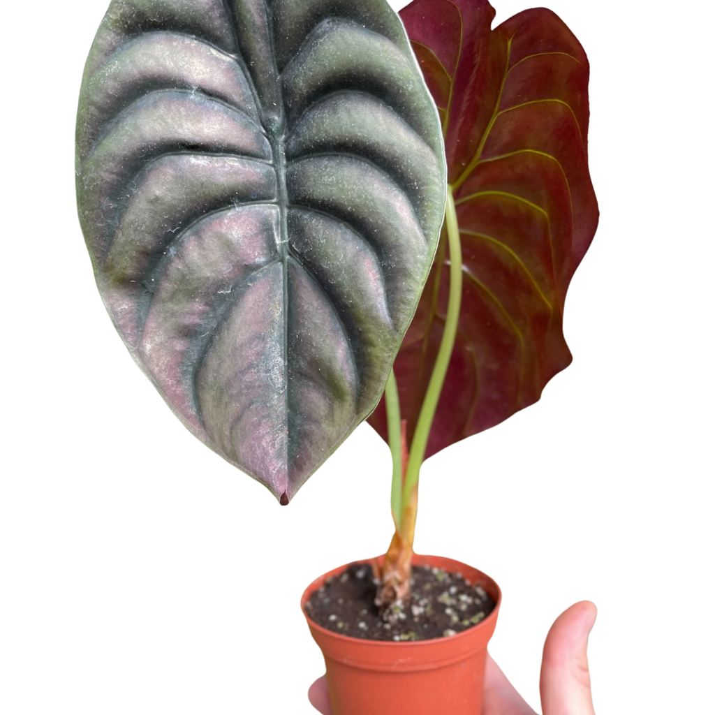 Red Secret Alocasia — Metallic Copper Foliage live plant