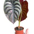 Red Secret Alocasia — Metallic Copper Foliage