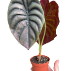 Red Secret Alocasia — Metallic Copper Foliage live plant