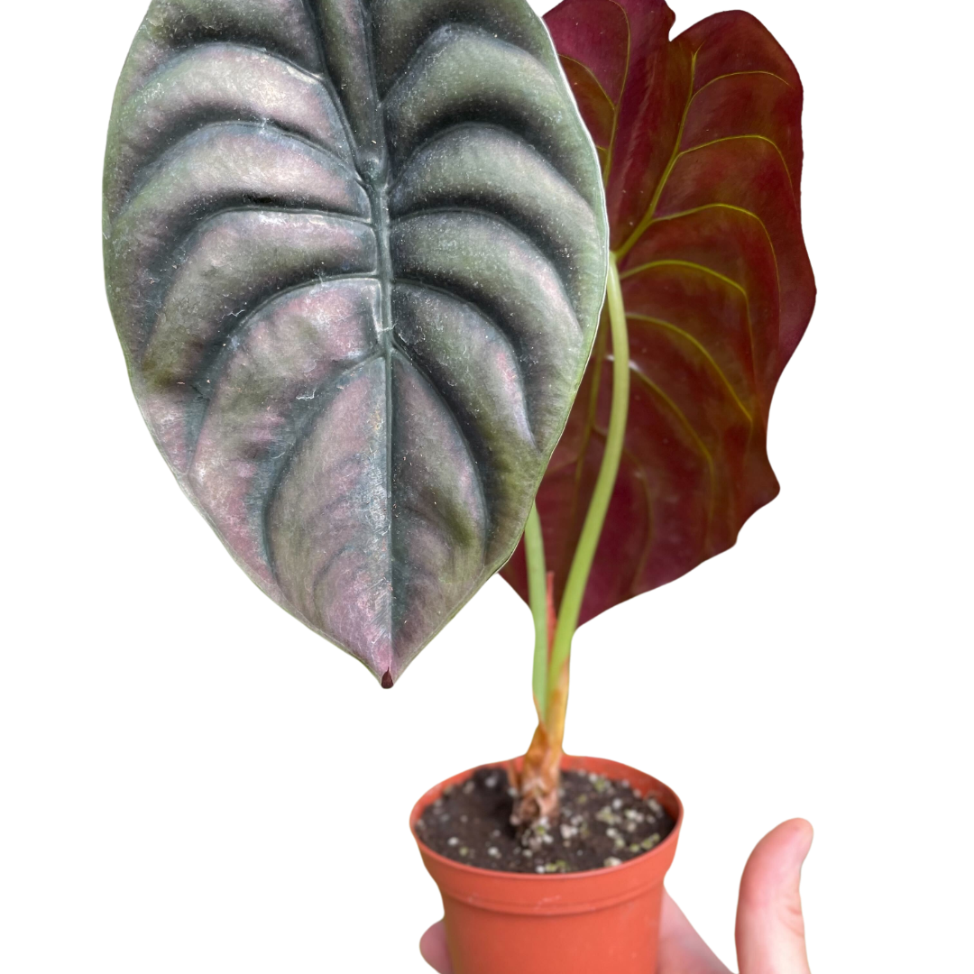 Red Secret Alocasia — Metallic Copper Foliage live plant