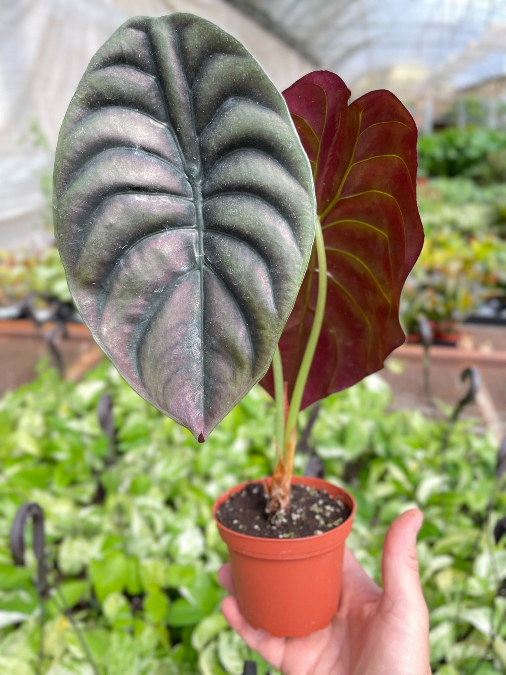Red Secret Alocasia — Metallic Copper Foliage live plant