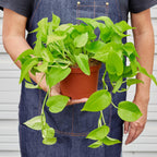 Neon Pothos — Bright Chartreuse Vine live plant