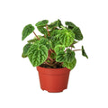 Peperomia 'Ripple' — 4-Inch Pot