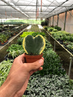 Variegated Sweetheart Hoya — Heart-Leaf Plant live plant