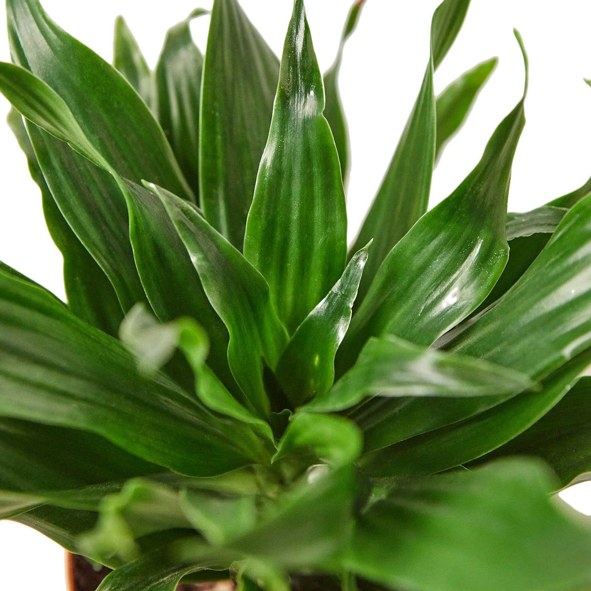 Janet Craig Dracaena — Easy-Care Floor Plant live plant