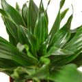 Dracaena 'Janet Craig' — 6-Inch Pot