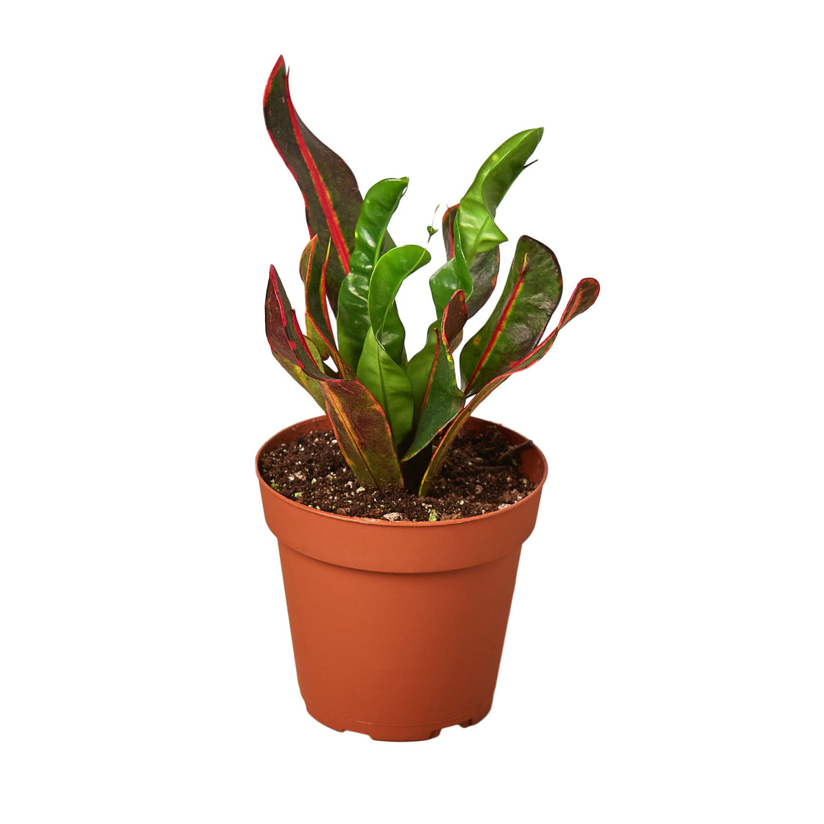 Mammy Croton — Colorful Curled Foliage live plant