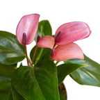 Purple Anthurium — Flowering Houseplant live plant