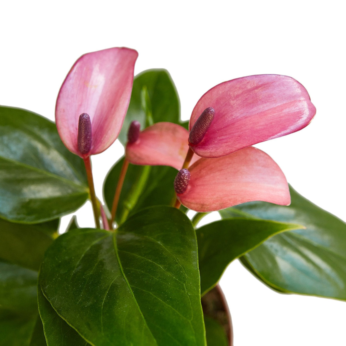 Purple Anthurium — Flowering Houseplant live plant