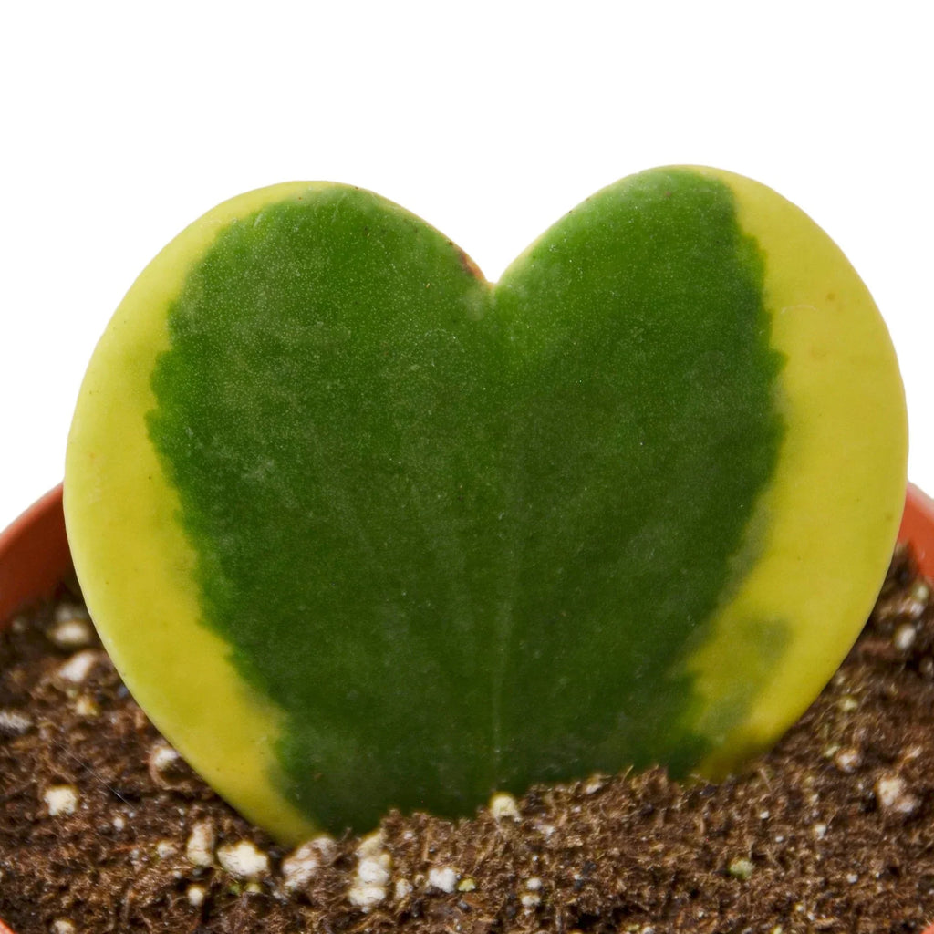 Variegated Sweetheart Hoya — Heart-Leaf Plant live plant