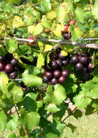 Alachua Muscadine Grape Vine live plant