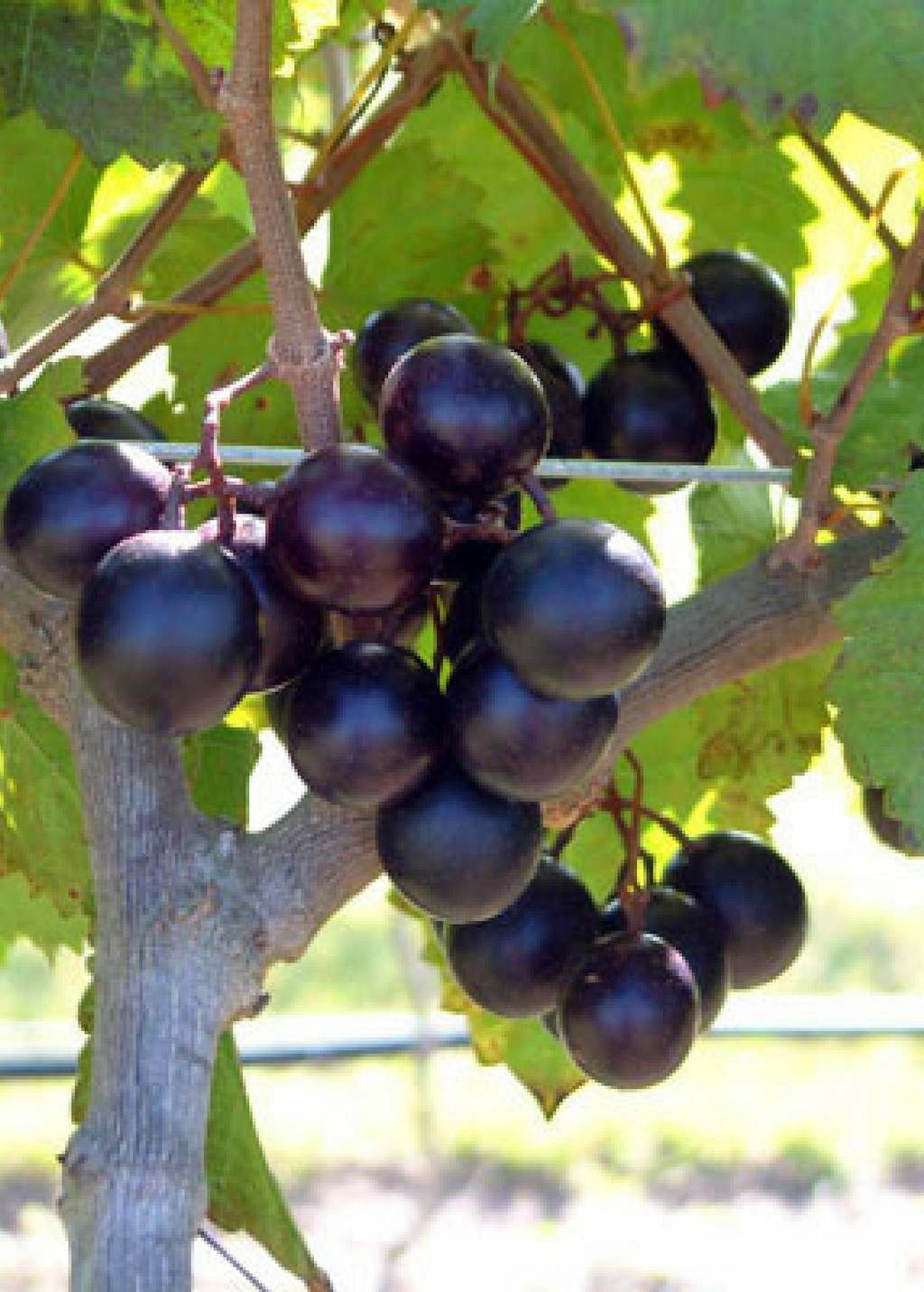 Alachua Muscadine Grape Vine live plant - additional view 3