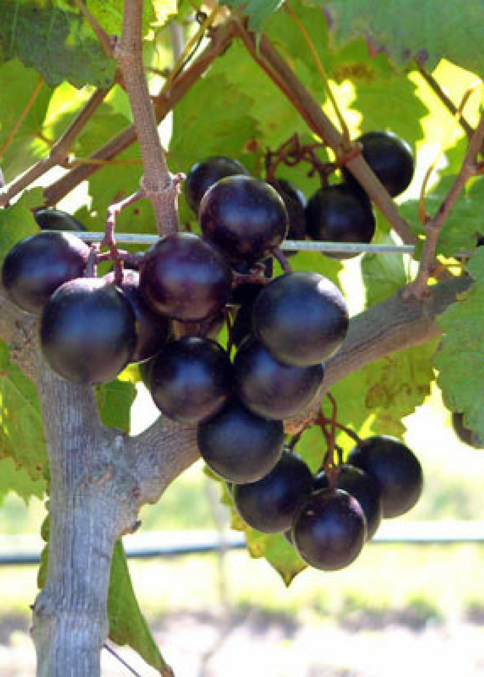 Alachua Muscadine Grape Vine live plant - additional view 3