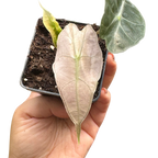 Alocasia Polly Mint Variegated