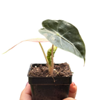 Alocasia Polly Mint Variegated
