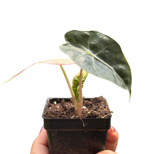 Alocasia Polly Mint Variegated