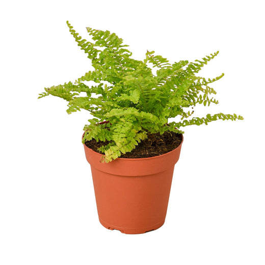 Cotton Candy Fern — 4-Inch Pot