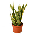 Snake Plant Laurentii — 6-Inch Pot