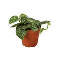 Pothos 'Satin' — 4-Inch Pot