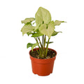 Syngonium White Butterfly — 4-Inch Pot