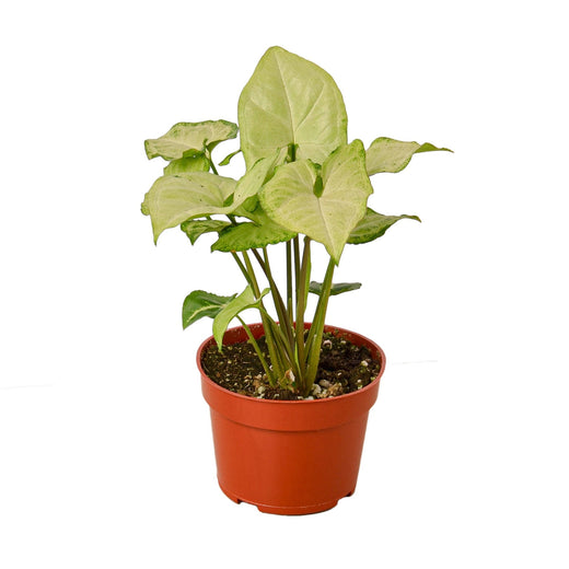 Syngonium White Butterfly — 4-Inch Pot