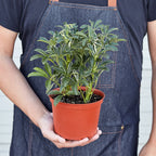 Moonlight Umbrella Plant — Lime Schefflera live plant
