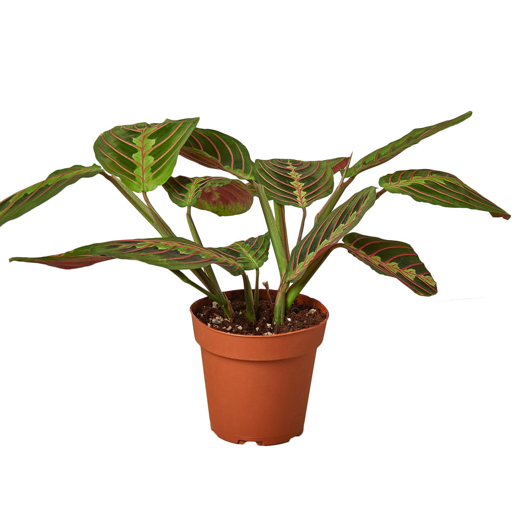 Red Prayer Plant — Maranta live plant
