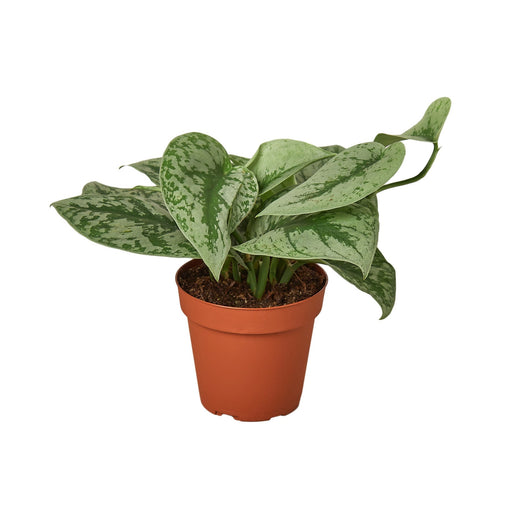 Scindapsus pictus 'Exotica' — 4-Inch Pot