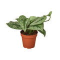 Scindapsus pictus 'Exotica' — 6-Inch Pot
