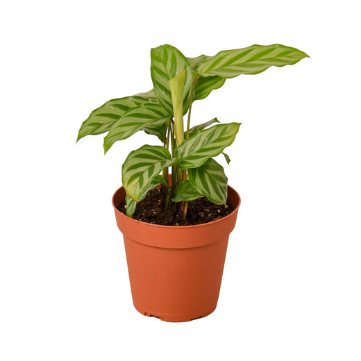 Calathea Concinna 'Freddie' — 4-Inch Pot