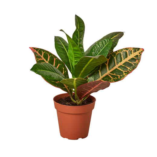 Croton Petra 'Joseph's Coat' — 4-Inch Pot