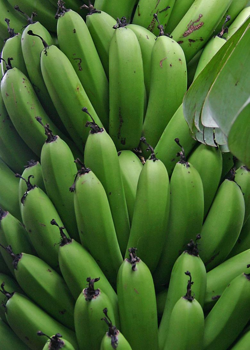 Gran Nain Banana — Live Cavendish Banana Plant