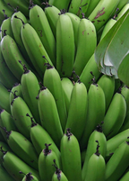 Gran Nain Banana — Live Cavendish Banana Plant
