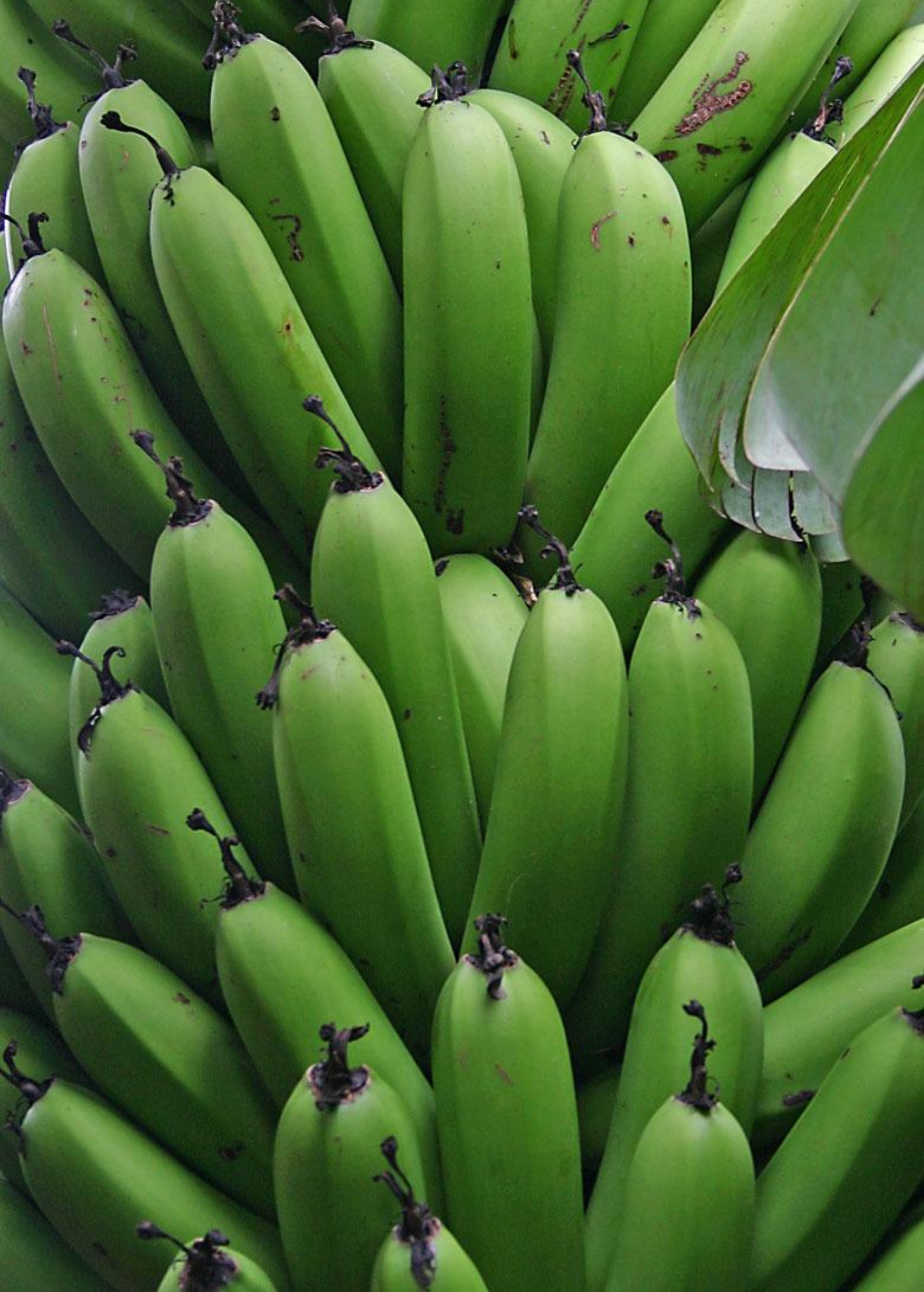 Gran Nain Banana — Live Cavendish Banana Plant