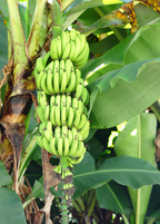 Gran Nain Banana — Live Cavendish Banana Plant