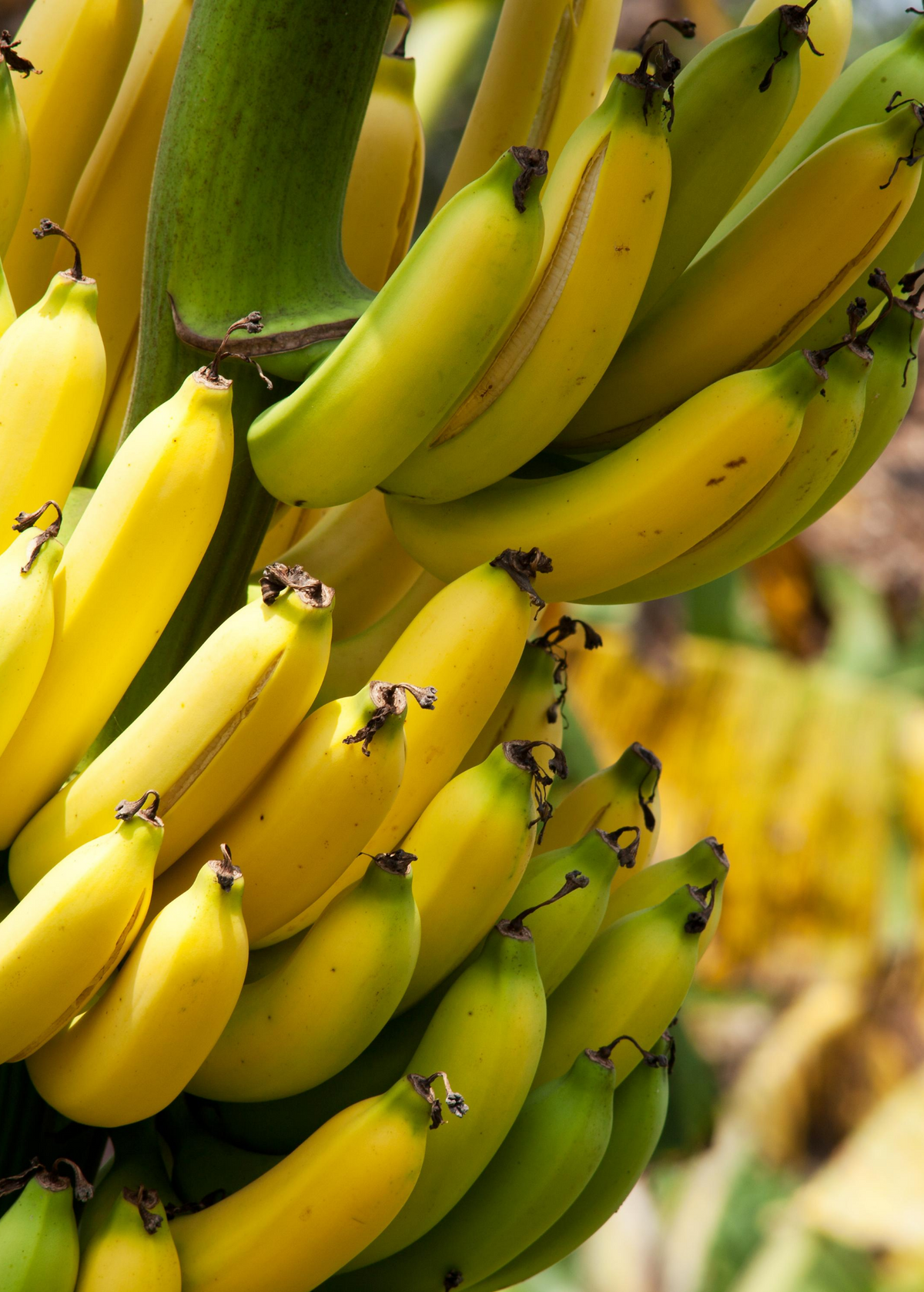 Gran Nain Banana — Live Cavendish Banana Plant
