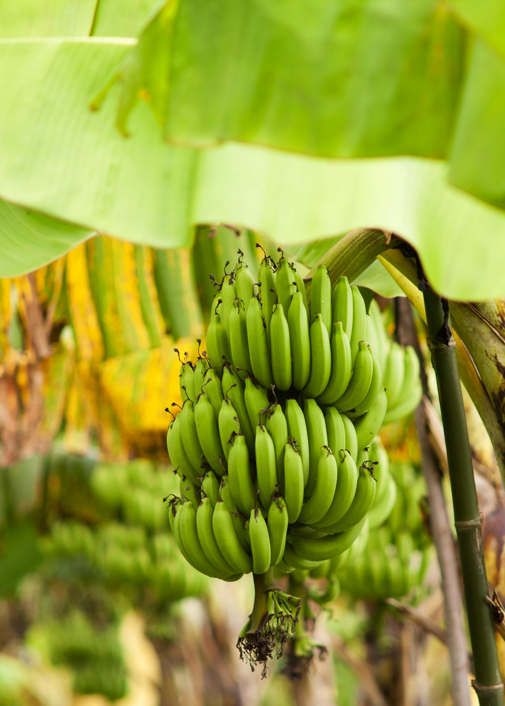 Gran Nain Banana — Live Cavendish Banana Plant