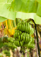 Gran Nain Banana — Live Cavendish Banana Plant