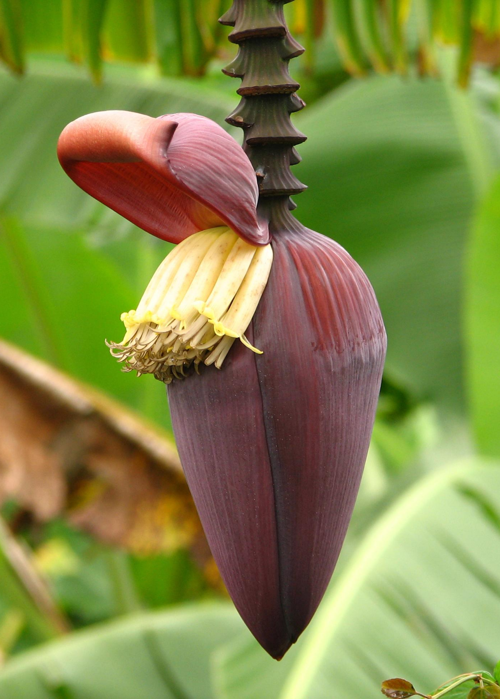 Gran Nain Banana — Live Cavendish Banana Plant