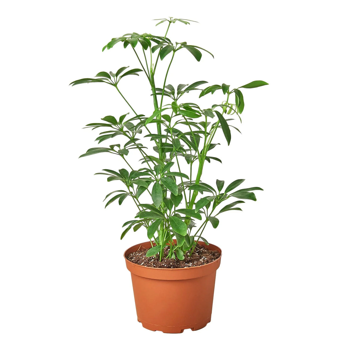 Dwarf Umbrella Tree — Schefflera Arboricola live plant