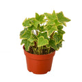 English Ivy Gold Child — 4-Inch Pot
