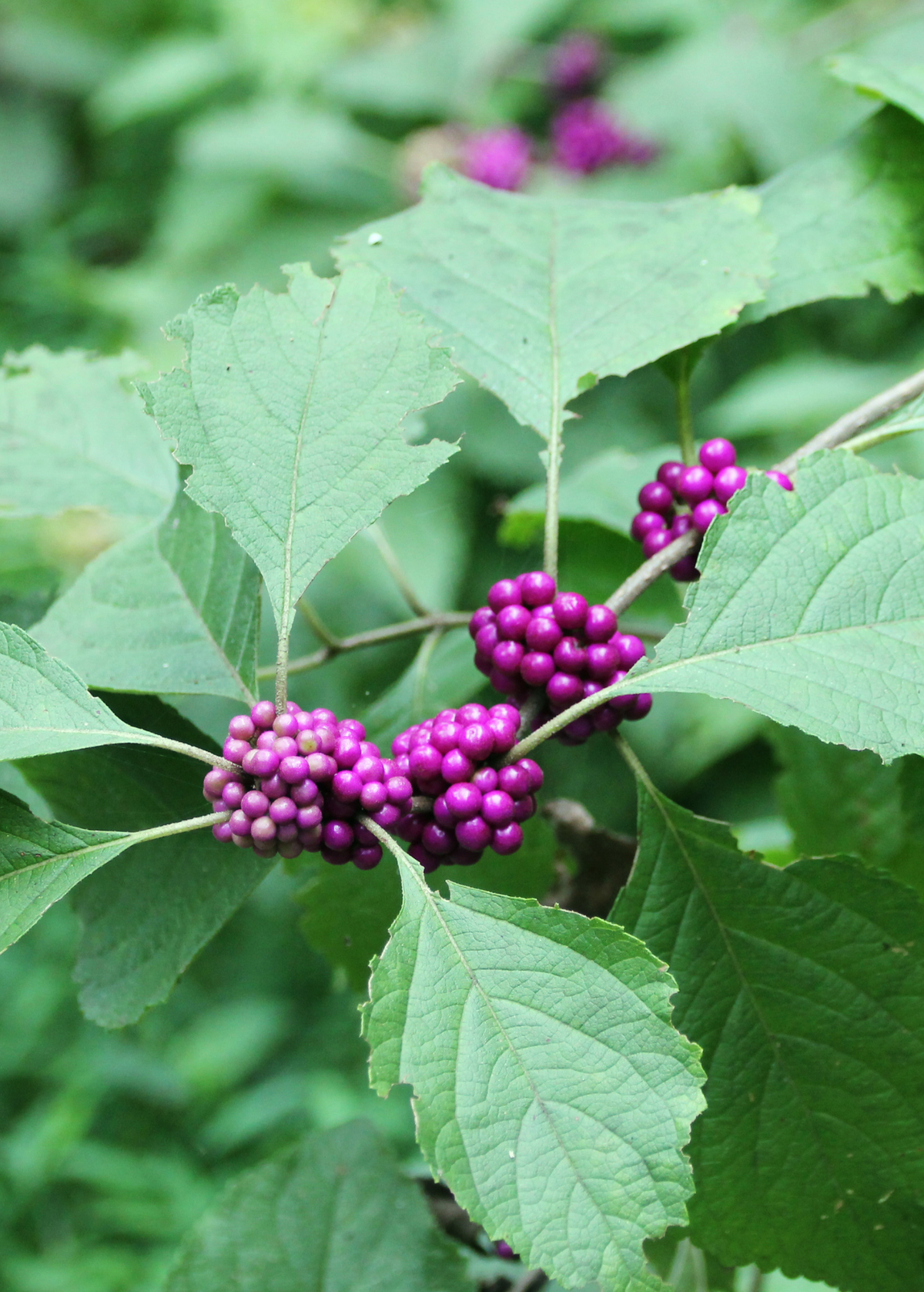 American Beautyberry — Purple-Berried Shrub