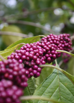 American Beautyberry — Purple-Berried Shrub
