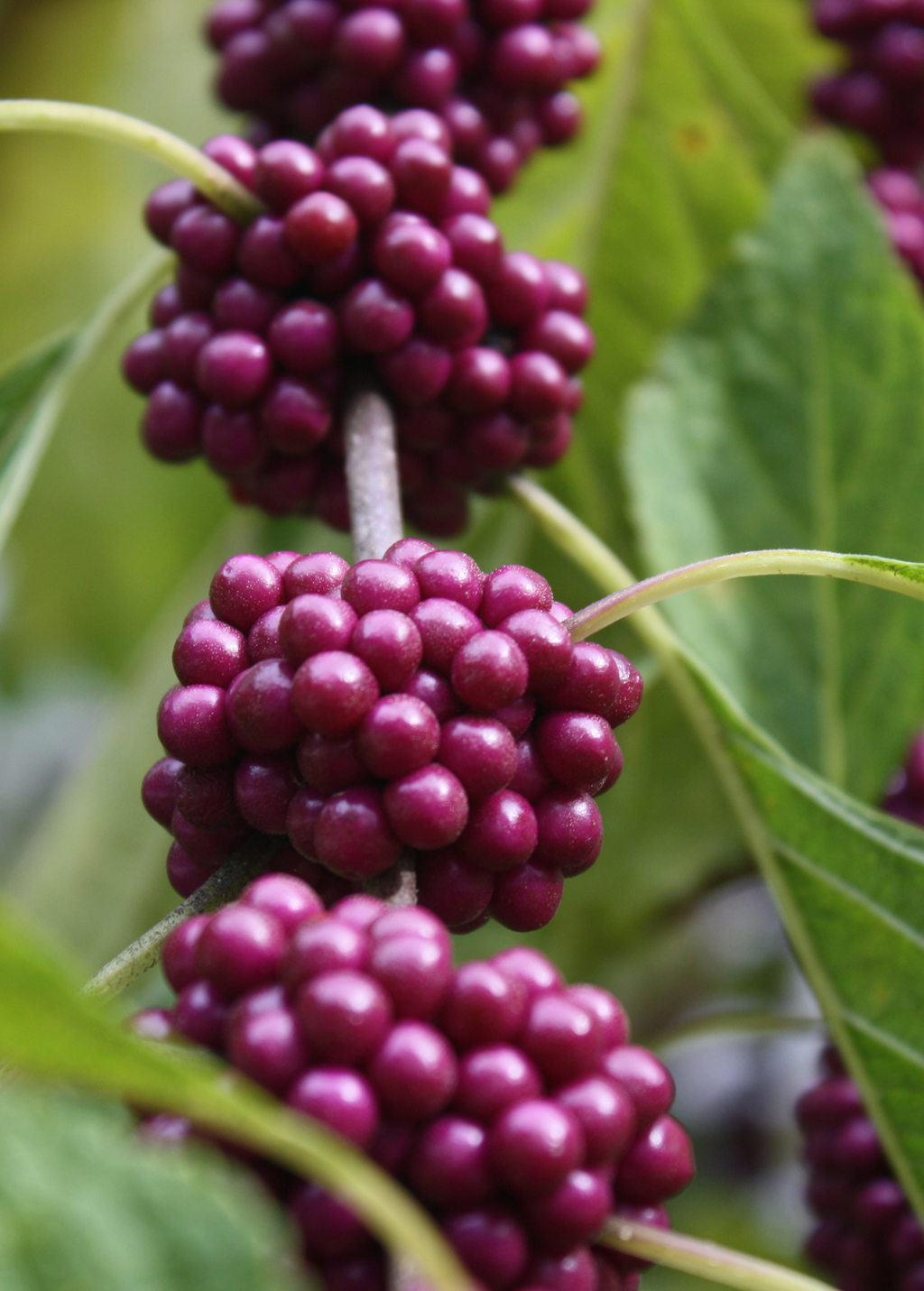 American Beautyberry — Purple-Berried Shrub
