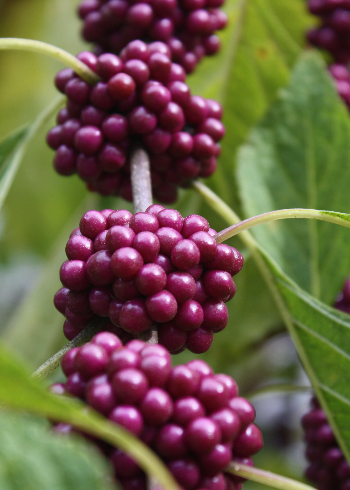 American Beautyberry — Purple-Berried Shrub