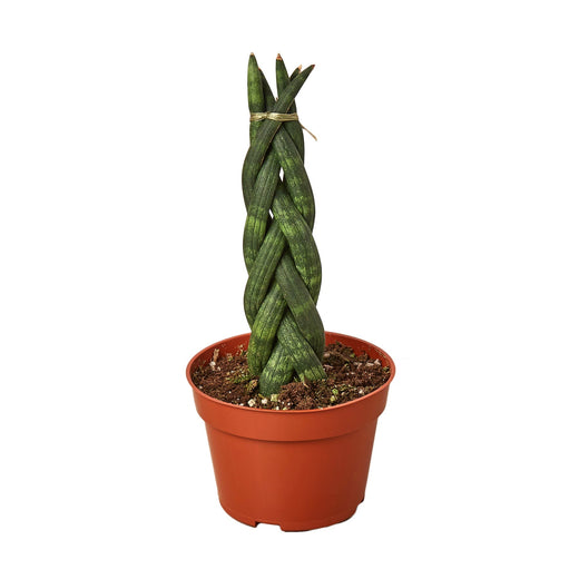 Snake Plant Braided — 4-Inch Pot