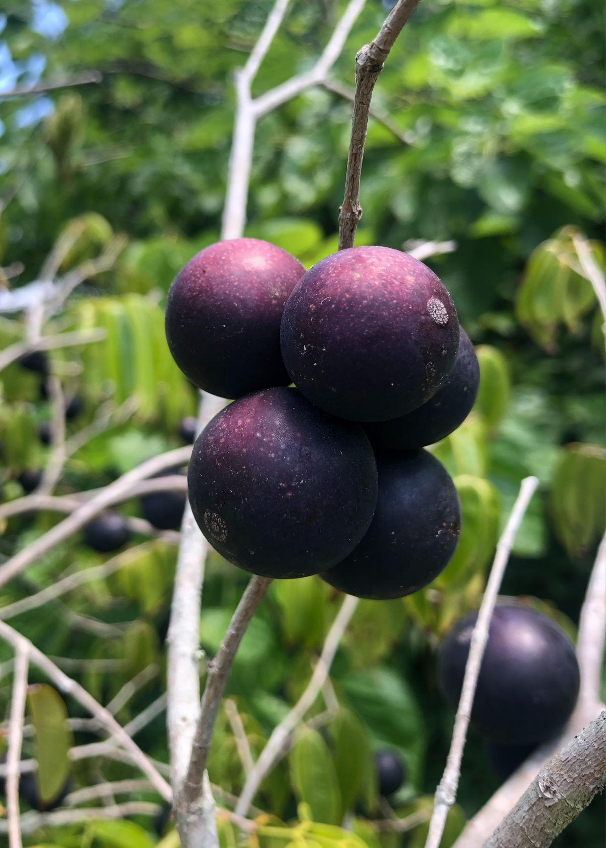 Blue Grape Tree — Myrciaria vexator